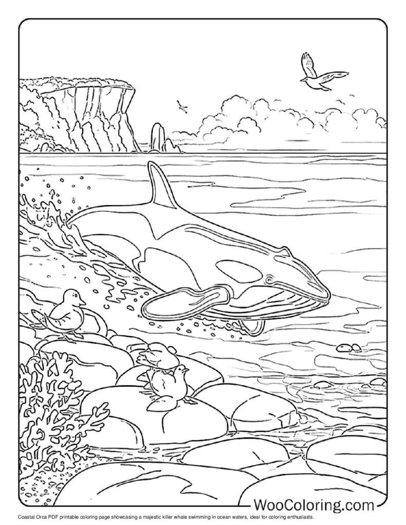 Killer Whale Pictures To Color