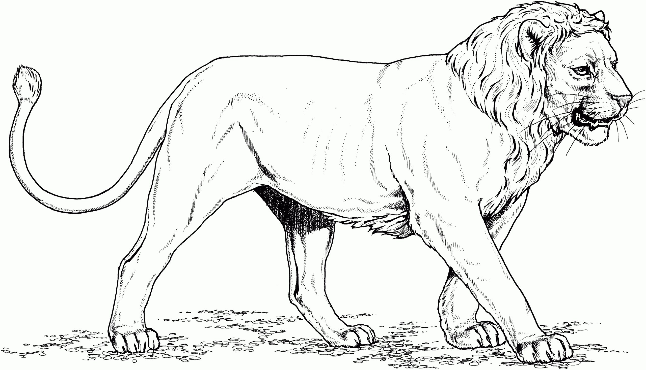 About Lions