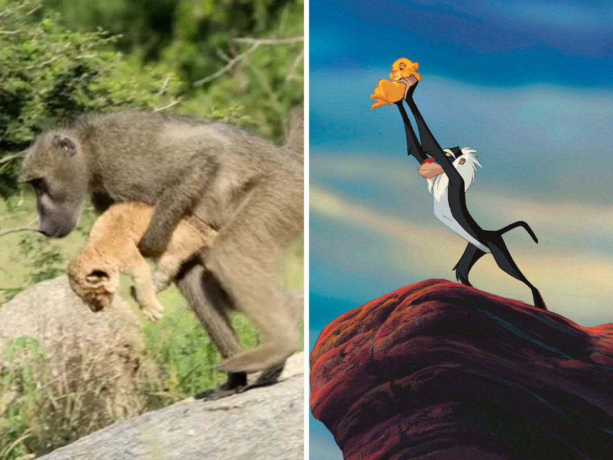 Baboon Carries Cub To Recreate Lion King Scene Reel To Real Baboon Carries Cub To Recreate Iconic Opening Scene From Lion King Trending Viral News