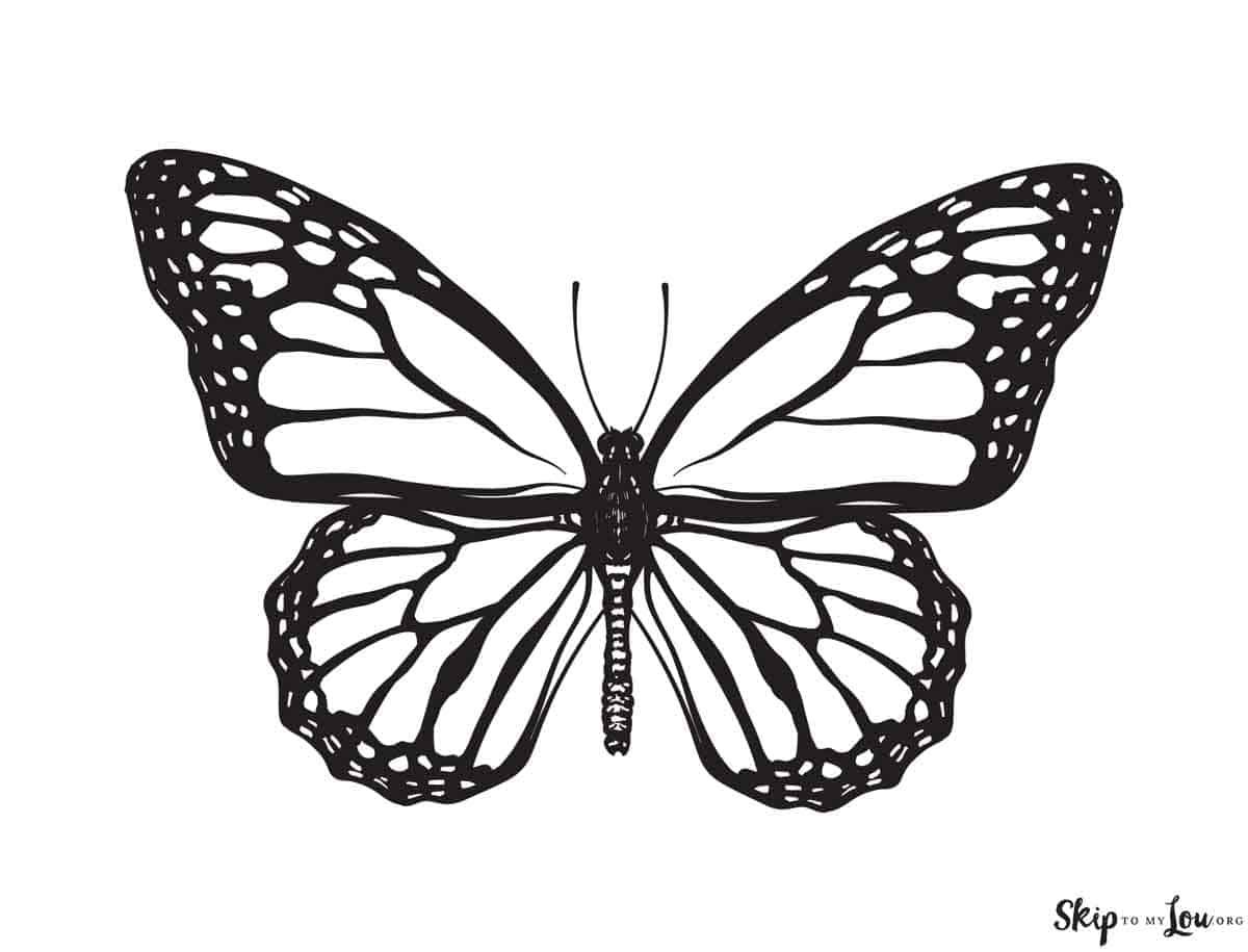 coloring picture of a butterfly