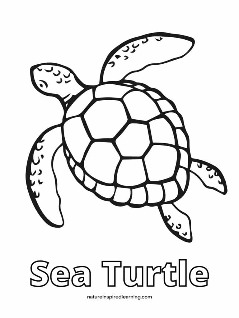 Sea Turtle Coloring Page