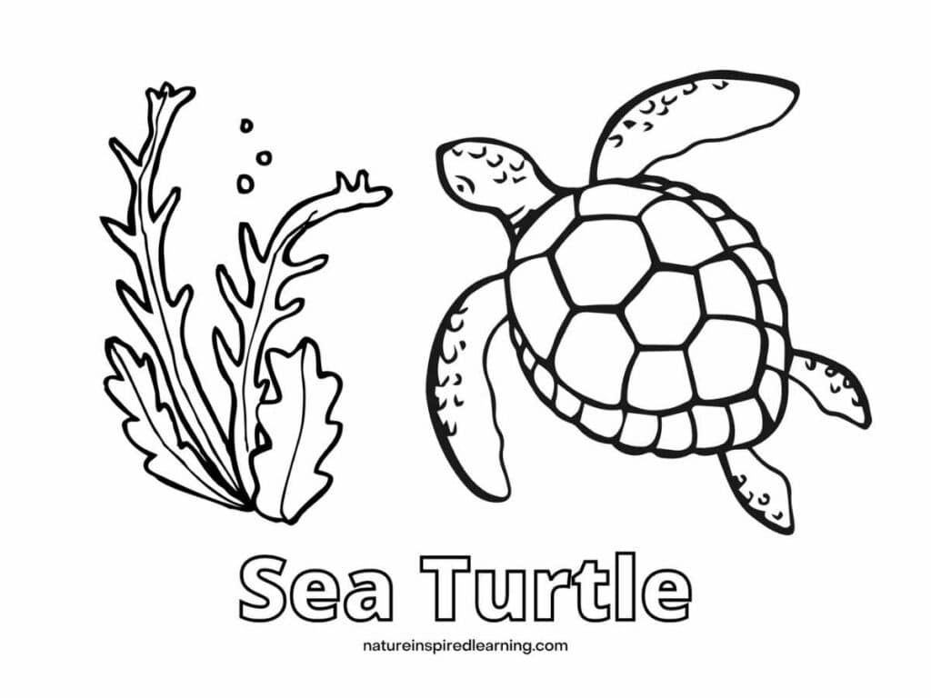 Beautiful Sea Turtle Coloring Pages Nature Inspired Learning Beautiful Sea Turtle Coloring Pages Nature Inspired Learning