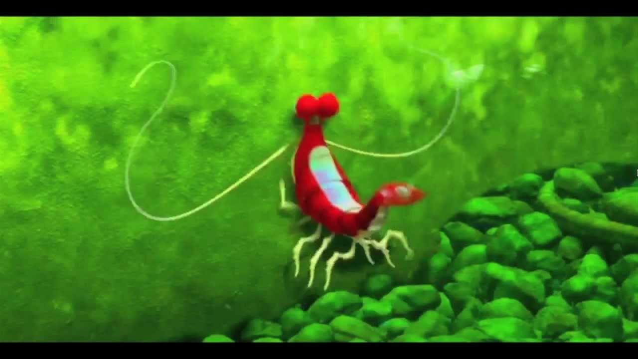 Best Line From Finding Nemo Remixed Jacque The Shrimp I Am Ashamed R movies