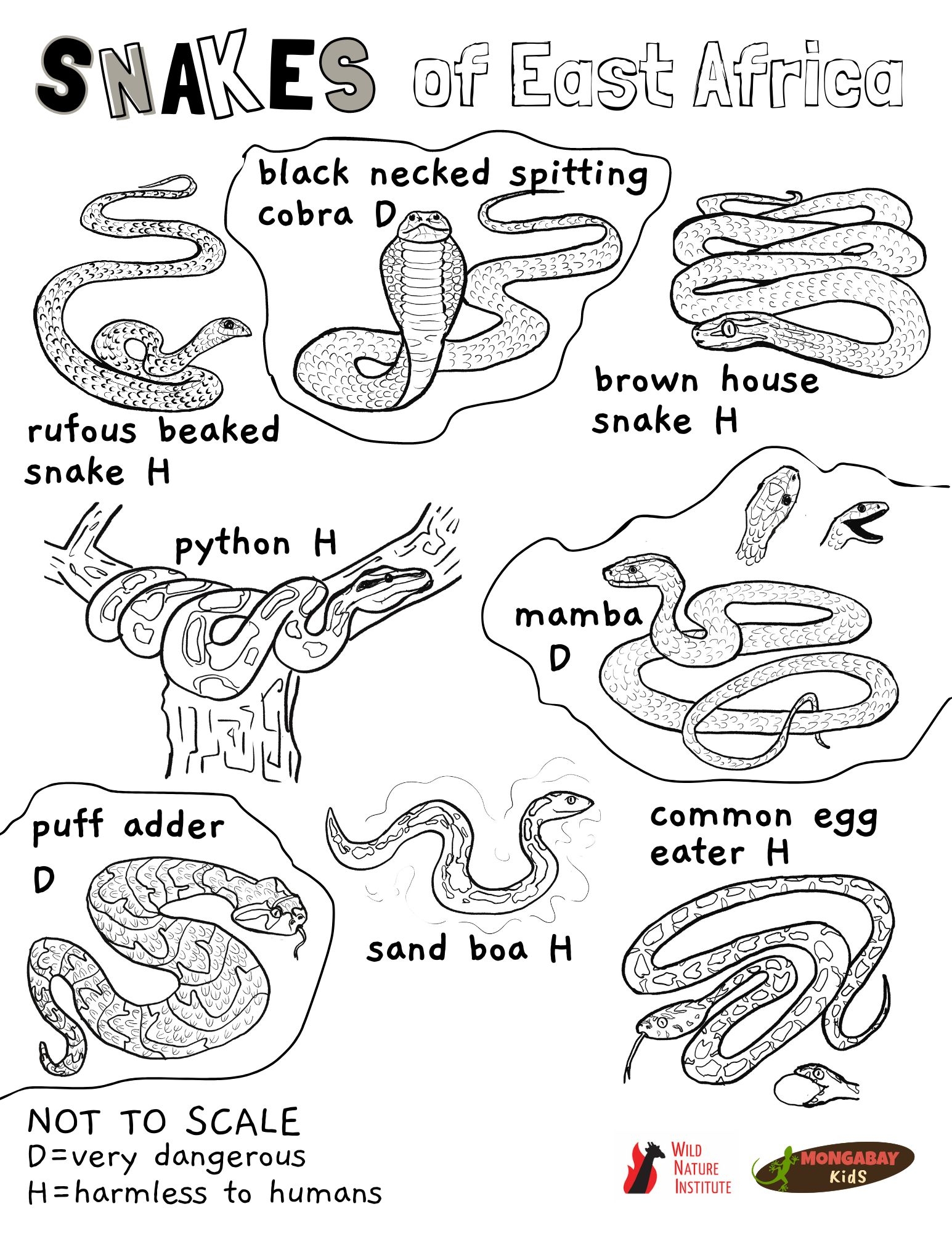 Coloring Page Snakes Of East Africa Mongabay Kids