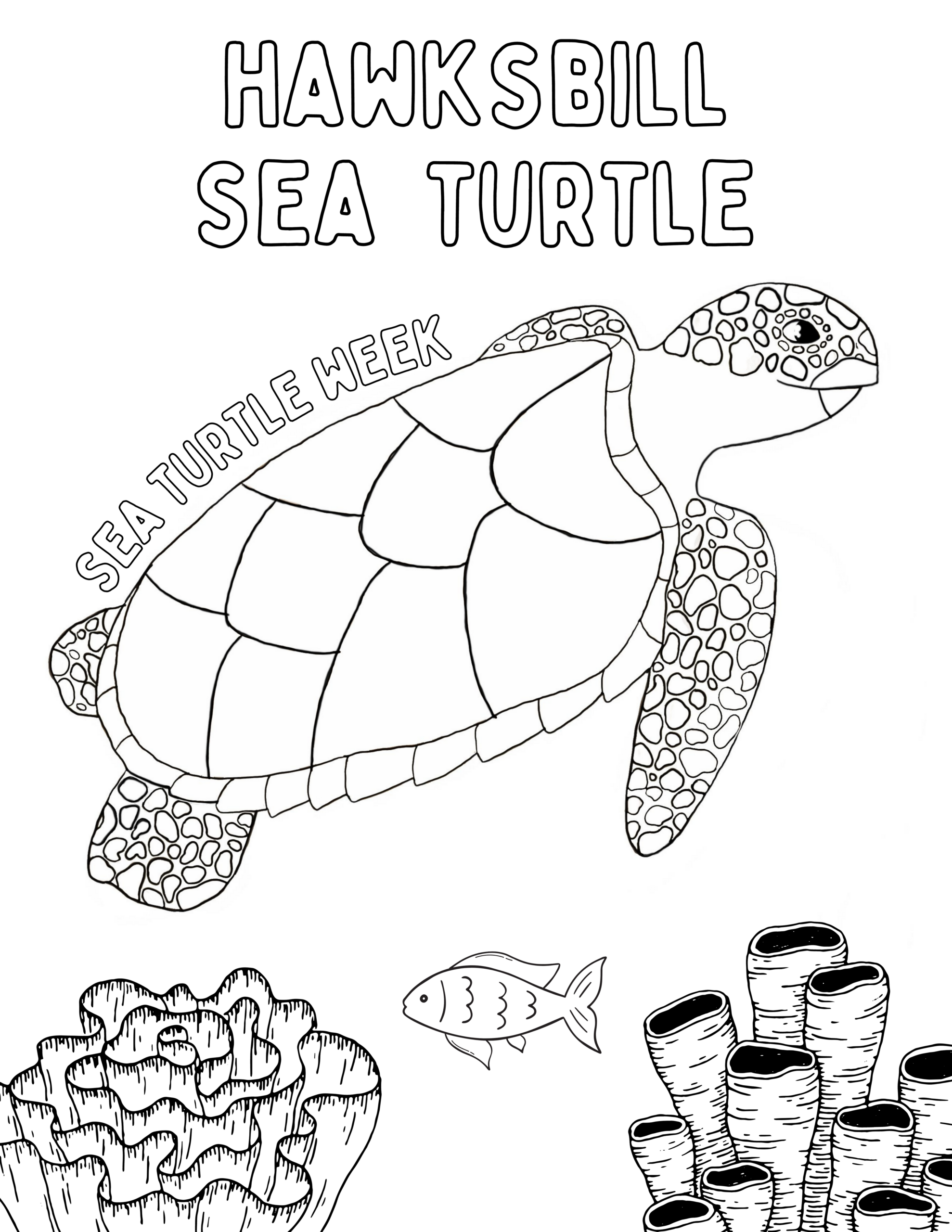Sea Turtle Color Page