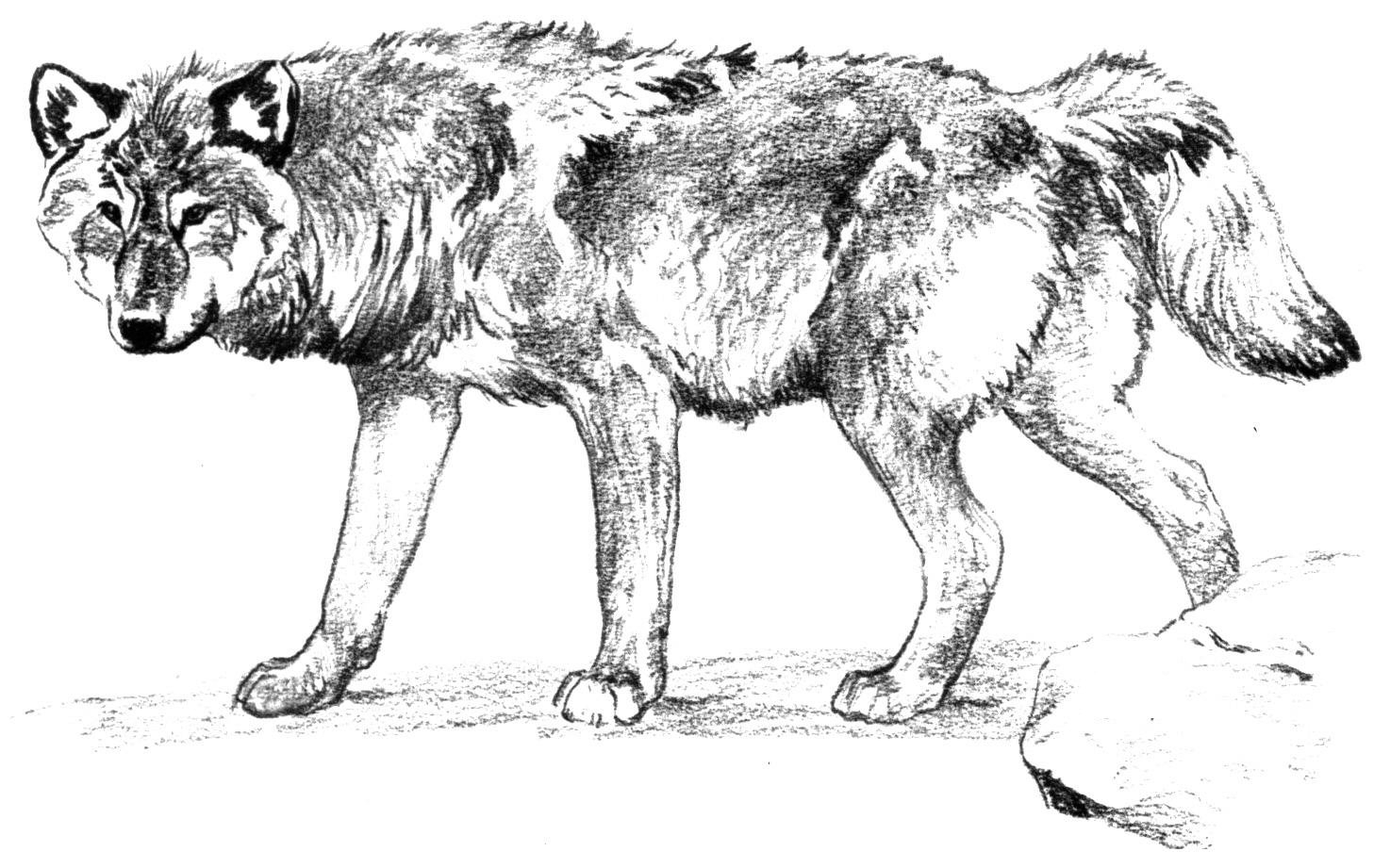 gray wolf coloring pages