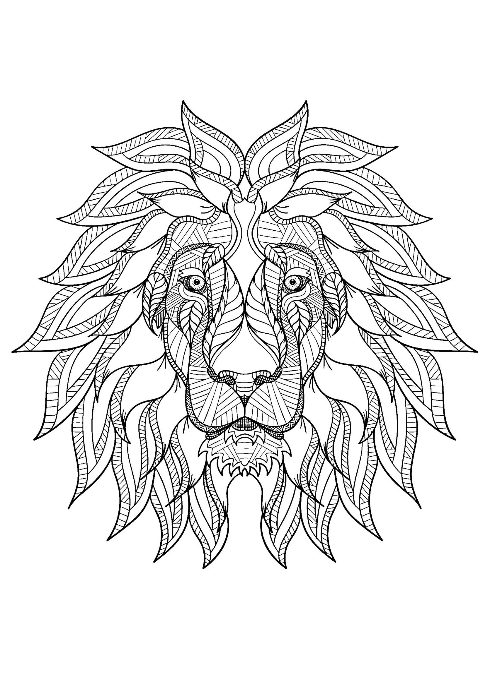 pictures to color of lions pictures to color of lions