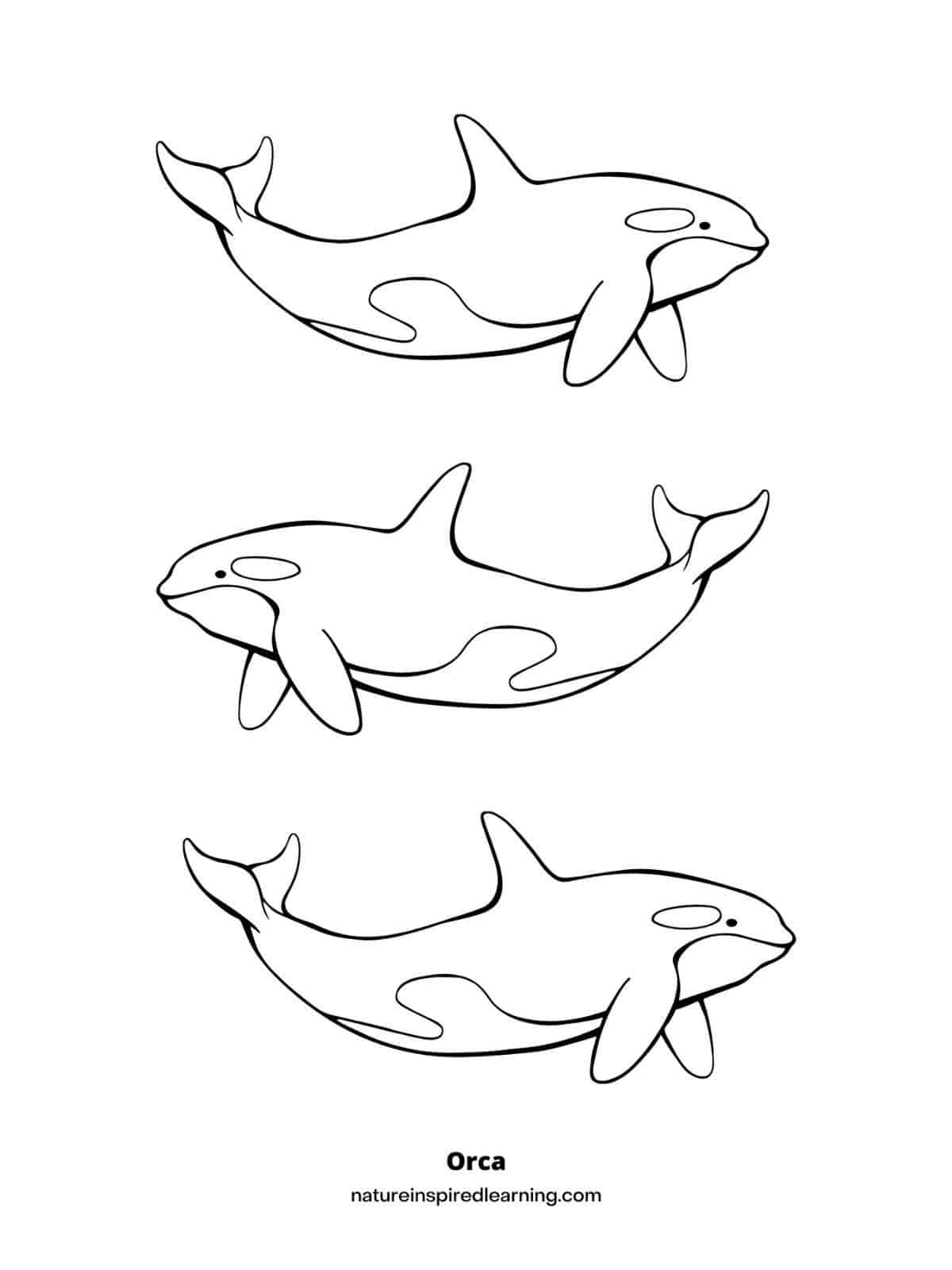 Orca Coloring Pages For Kids Nature Inspired Learning