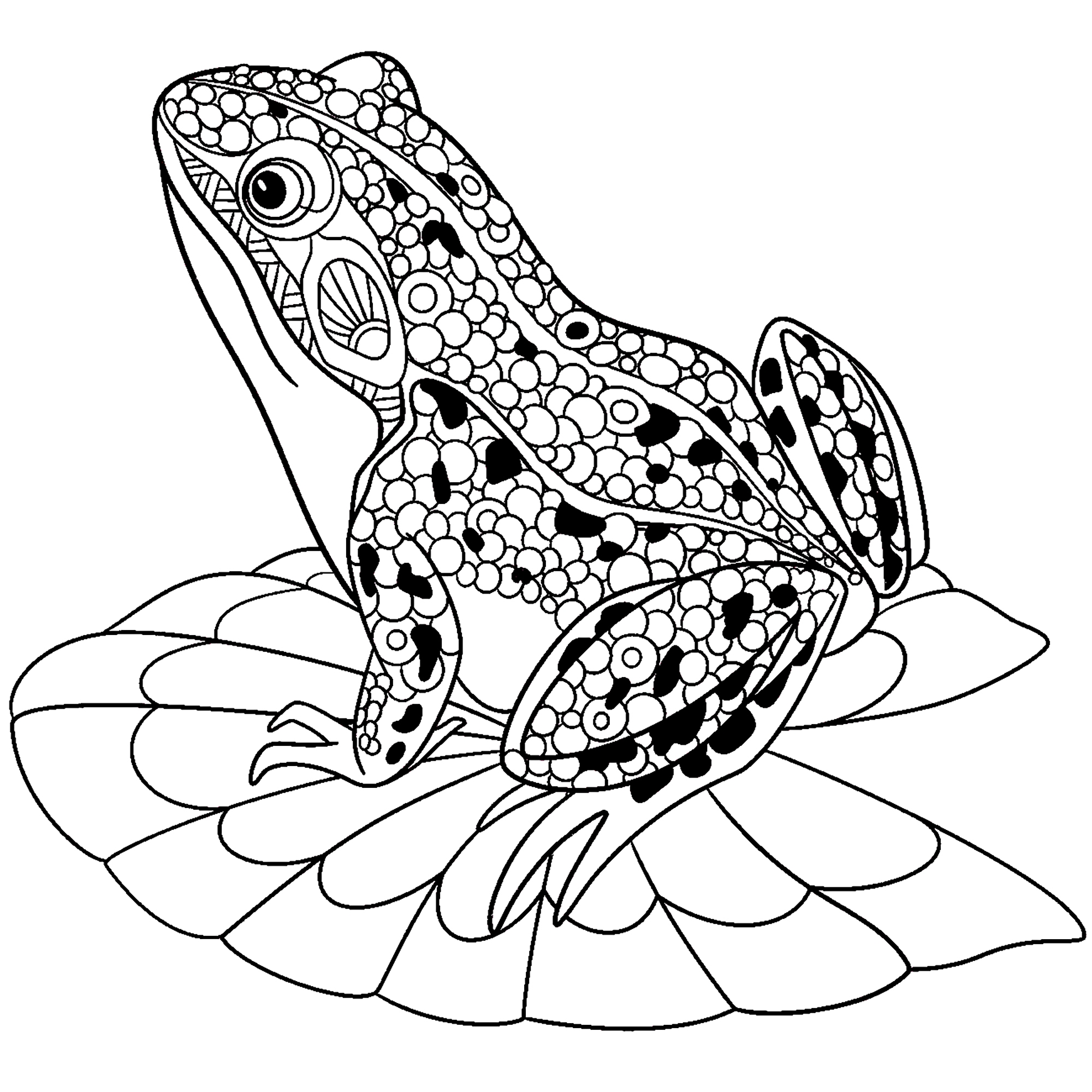 Zentangle Stylized Frog Frog Coloring Pages