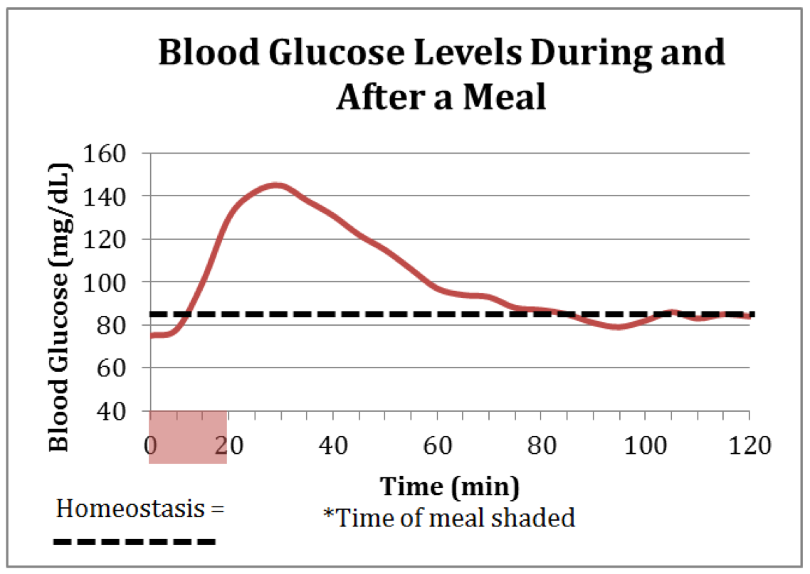 Lesson 4 Balancing Glucose And Understanding Homeostasis Preview CT STEM